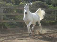 betterphoto.com Shahzar