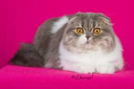 kinrossfolds.com Shakeara