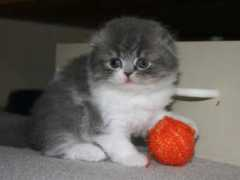 kinrossfolds.com Shakeara