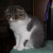 kinrossfolds.com Shakeara