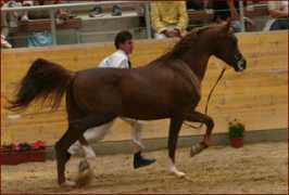 franck-cibois.com Shamilah