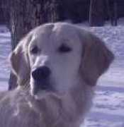 golden.retriever.ru Shanja
