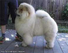 bontriumph.ru Shanja