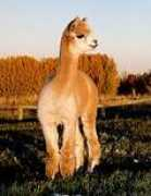 windyridgealpacas.com Shantra