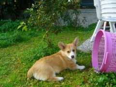 pemspassion.com Shaphira