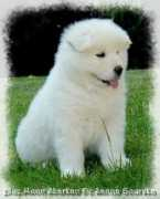 sannagourska.com Sharkan