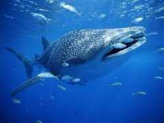 Sharks