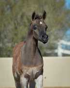 arabesquearabians.com Shaynel