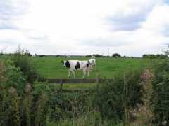 Shearsby