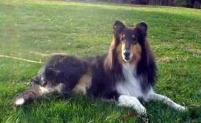 sweetcollies.com Shelana