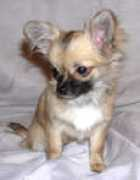 paradigma-dog.ru Shelona