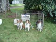 gssscnh.com Shelties