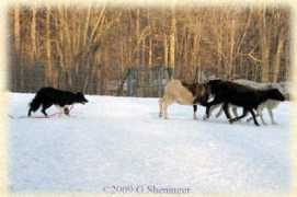 kelliwic.com Sheninger