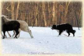 kelliwic.com Sheninger