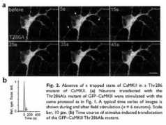 nature.com Shenolikar