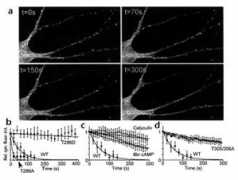 nature.com Shenolikar