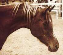 ja-arabians.dk Sheykha
