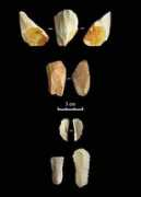 antiquity.ac.uk Shidrang