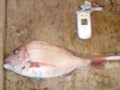 daiwakankou.jp Shikamoto