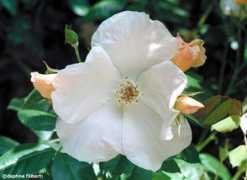 rosegathering.com Sholmes