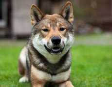 shikoku-ken.org Shousei