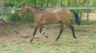Showteam