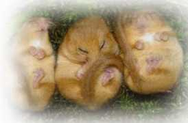 gcte.ibcas.ac.cn Shshu