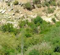 Shuayb