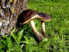 pilt.delfi.ee Siamas