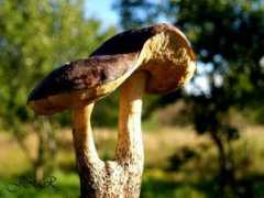 pilt.delfi.ee Siamas