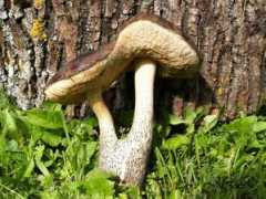 pilt.delfi.ee Siamas