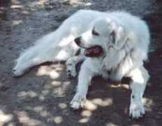 deafdogsatlas.org Siberan