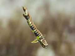 asahi-net.or.jp Siira