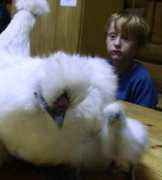 Silkie