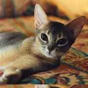 abyssinianbc.org Sillins