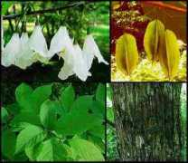 Silverbell