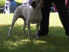 braquedubourbonnais.info Simadri