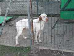 braquedubourbonnais.info Simadri