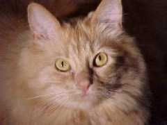 bigyellowcat.com Simbak