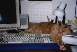bigyellowcat.com Simbak