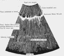 luizmeira.com Sinais