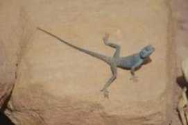 apresmidi.net Sinaita