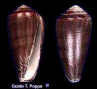 gastropods.com Sindon