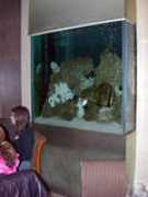 yellowdragon-astrology.co.uk Singares