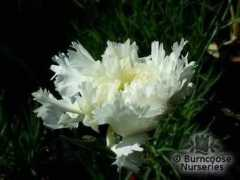 burncoose.co.uk Sinkins