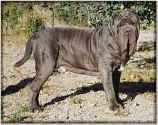 canitalia.it Sirbone