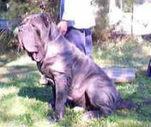 skvpm-klub.si Sirbone