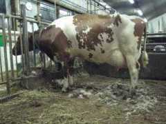 joukolanayrshire.com Sireeni