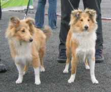 home.lyse.net Sisther