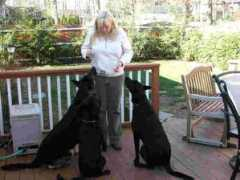 lovingtouchpetsitters.com Siters